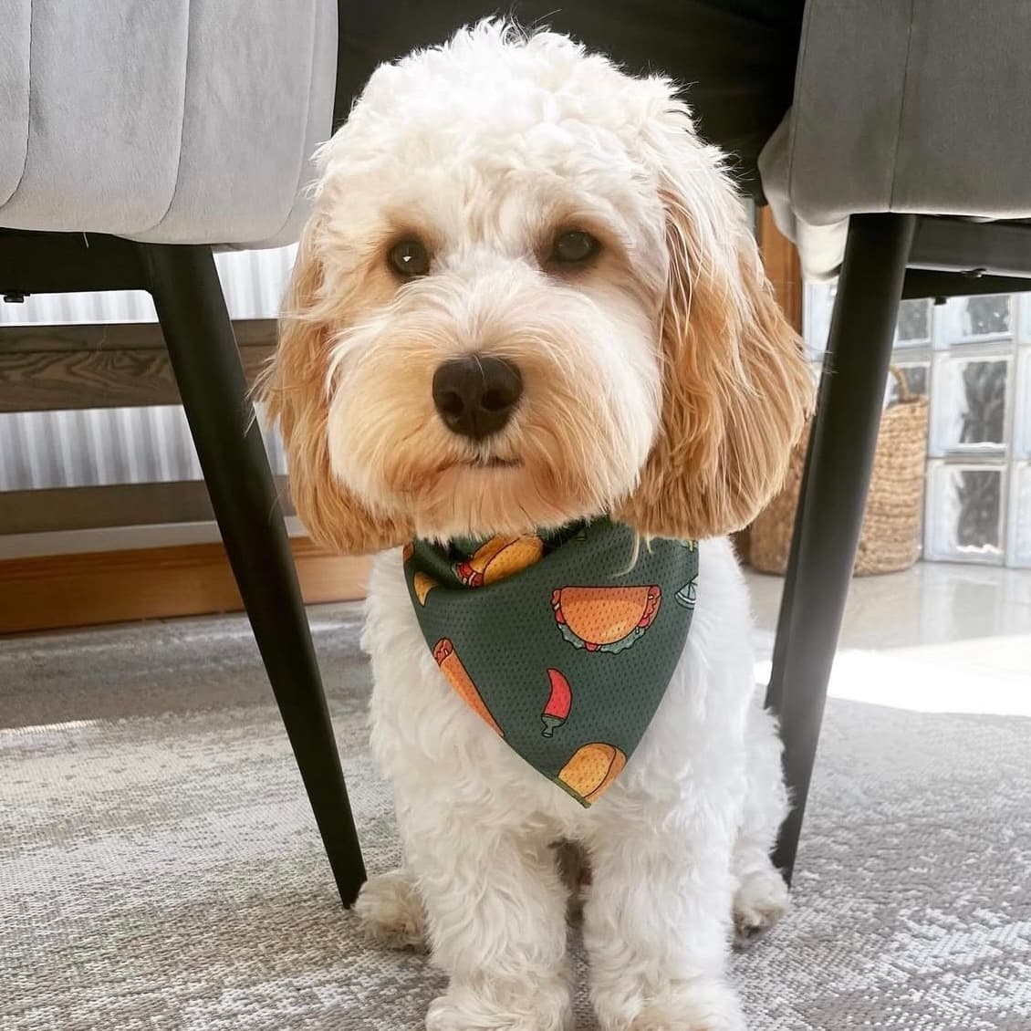 A cream and apricot cavapoo sitting on a grey rug under a dining table, wearing a dark green bandana printed with tacos